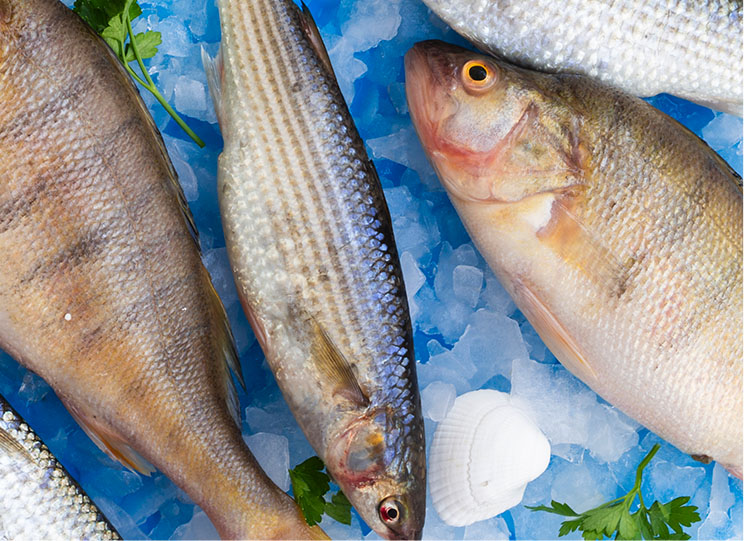 img-2-pescados